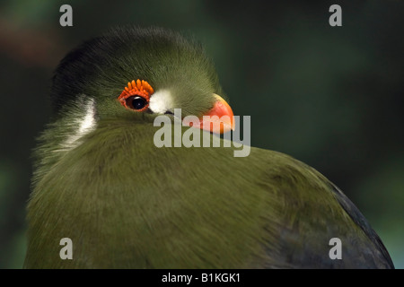 Turaco à joues blanches Tauraco leucotis un oiseau exotique vert regarder des photos images photos Grande haute résolution horizontale aux États-Unis haute résolution US haute résolution Banque D'Images