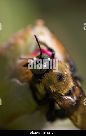 Bumble Bee assis sur une fleur de bourgeon de rhododendron gros plan images photos photographie format vertical aux États-Unis US haute résolution Banque D'Images
