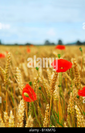 Coquelicots rouges croissant dans le champ de seigle Banque D'Images