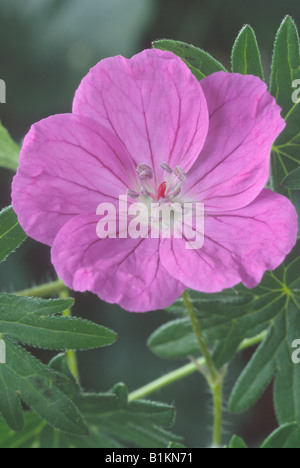 Géranium sanguin (Geranium sanguineum) Banque D'Images