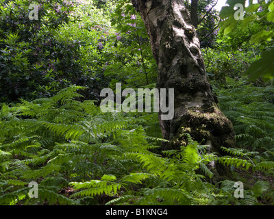 Touffe de fougères luxuriantes et de fougères contre un vieil arbre dans les bois près de Wilmslow, Cheshire Banque D'Images