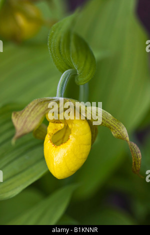 Grande pantoufle jaune de Lady Cypripedium parviflorum orchidées fleurs fleurs fleurs floraison printemps floraison artistique Fermer parc américain USA hi-RES Banque D'Images