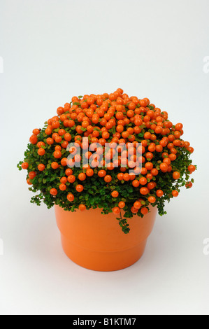 Coral Bead Plante, coussins, usine de colle (Nertera granadensis), plante en pot, studio photo Banque D'Images