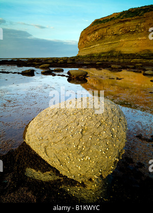 Bar de la vache de la mer Pan North Yorkshire Coast Staithes Banque D'Images