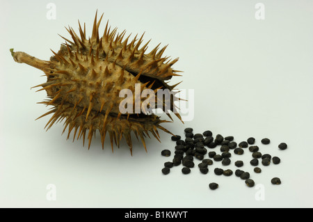 Thorn Apple (Datura stramonium), gousse et graines, studio photo Banque D'Images