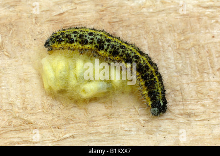 Grand Corps blanc Pieris brassicae de Caterpillar avec chrysalides de guêpe parasitoïde Cotesia glomerata () Banque D'Images