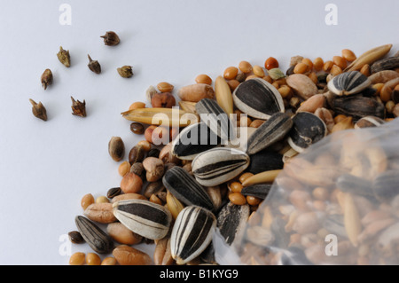 L'herbe à poux annuel, petite herbe à poux (Ambrosia artemisiifolia) les graines trouvées dans l'alimentation des oiseaux Banque D'Images