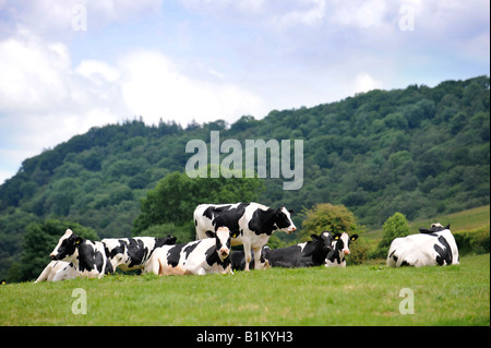 Les BOVINS LAITIERS EN FRISON GWENT AU PAYS DE GALLES, PRÈS DE L'HEREFORDSHIRE BORDER UK Banque D'Images