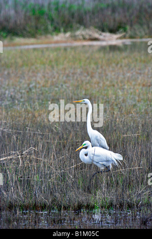 Une paire de Américain d'aigrettes sur l'île de Pinckney National Wildlife Refuge Banque D'Images