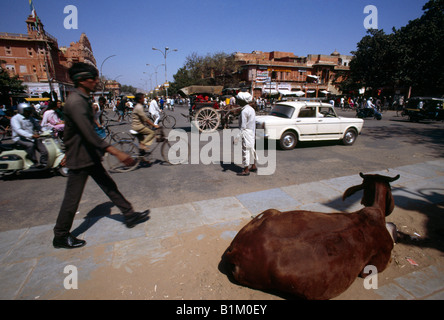 Jaipur Inde vache dans le centre-ville Scène de rue Banque D'Images