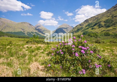 Au début de l'été vue sur collines de Glen Coe Glen Etive en Écosse avec les rhododendrons en fleurs près de Lochan Urr Banque D'Images