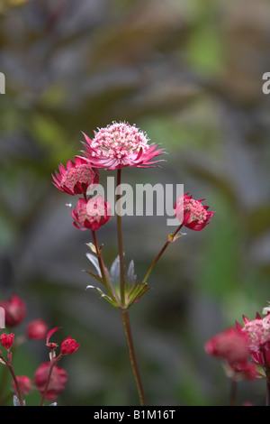 Astrantia major 'Hadspen Blood' Banque D'Images