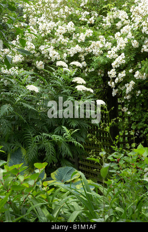 L'Achillea grandifolia dans un jardin avec rose Rambling Rector Banque D'Images