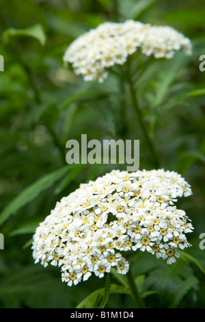 L'Achillea grandifolia en fleurs Banque D'Images