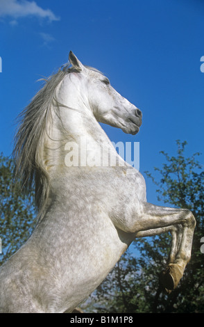 Élevage de chevaux Arab-Barb - Banque D'Images