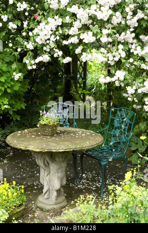 Rosier grimpant Paul's Himalayan Musk randonnée sur un patio avec jardin et coin salon Banque D'Images