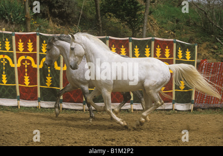 Deux chevaux galopant Arab-Barb - Banque D'Images