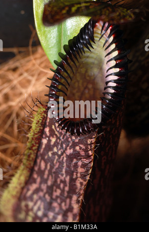 Nepenthes hamata - une des plantes carnivores du genre Nepenthes (tropical de la Sarracénie als connu sous le nom de Monkey tasses) Banque D'Images