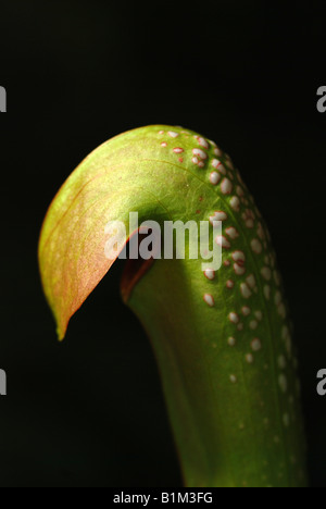 L'une des plante carnivore Sarracenia genre Banque D'Images