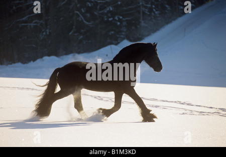 Cheval frison - trottant dans la neige Banque D'Images