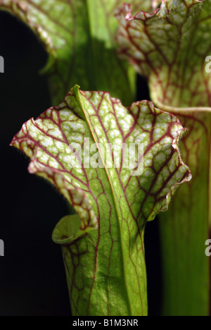 L'une des plante carnivore Sarracenia genre Banque D'Images