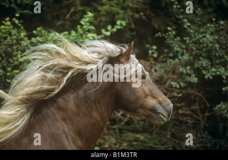 Forêt Noire - portrait de cheval Banque D'Images