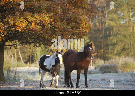 Tinker poney et in Banque D'Images