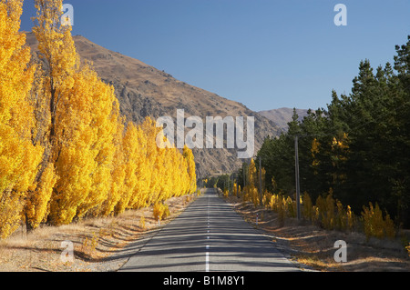 Route de l'aéroport Pearson et l'automne Peupliers près de Cromwell Central Otago ile sud Nouvelle Zelande Banque D'Images