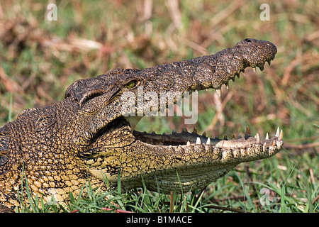 Crocodile du Nil Crocodylus / nilotius - portrait Banque D'Images