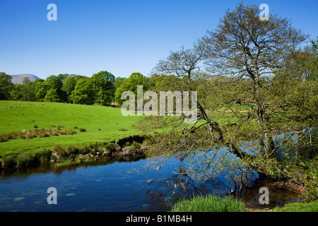 L'eau en mai l'Elter début du printemps couleurs sur le rivage du lac, 'le Lake District' Cumbria England UK Banque D'Images