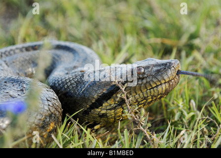 Sur anaconda vert prairie / Eunectes murinus Banque D'Images