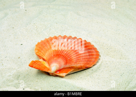 Plage mer coquillages sur du sable Banque D'Images