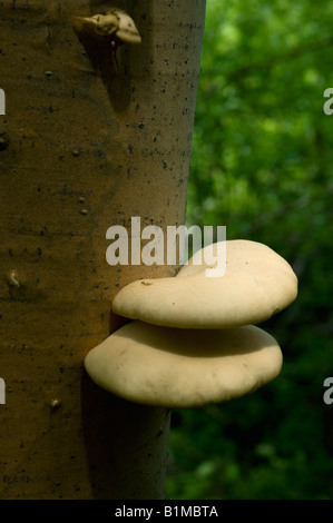 Champignon sur l'arbre des Cascades Washington Banque D'Images