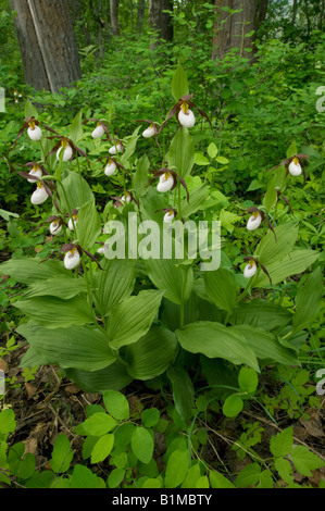 Mountain Lady's Slipper Orchid (Cypripedium montanum) sauvage, des cascades de l'Est, Washington, juin Banque D'Images