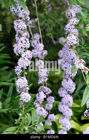 BUDDLEJA ALTERNIFOLIA AGM Banque D'Images