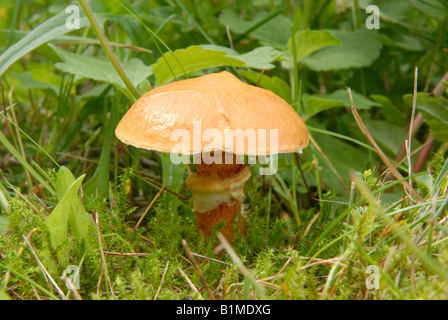 Jack glissante, Sticky Bun (Suillus luteus) Banque D'Images