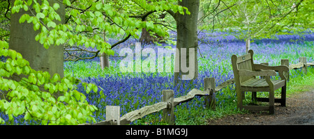 Bluebells au printemps les Jardins botaniques royaux de Kew London England UK Banque D'Images