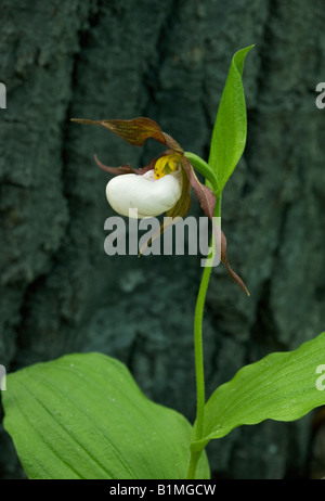 Mountain Lady's Slipper Orchid (Cypripedium montanum) sauvage, des cascades de l'est l'État de Washington, USA Banque D'Images