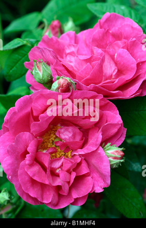 ROSA GALLICA OFFICINALIS VAR AGM Banque D'Images