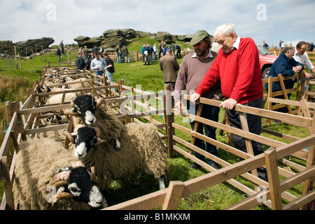 Tan Hill Swaledale Mouton annuel North Yorkshire a tenu jeudi dernier en mai à Tan Hill Inn pub le plus élevé en Angleterre Banque D'Images