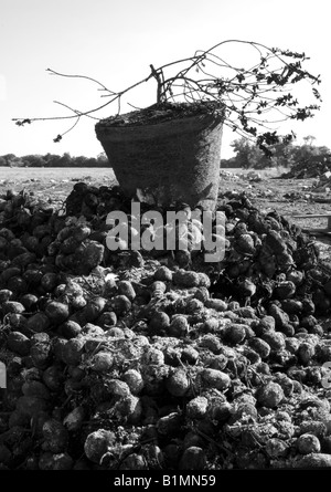 Un mort et abandonné au sommet d'usine, il y un tas de pommes de terre brûlée sur une pointe à côté de terres agricoles dans l'Essex. Banque D'Images