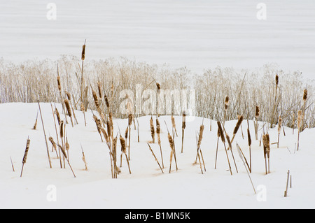 Cat tails dans Snow White Lake National Wildlife Refuge Klamath Basse Californie Oregon border Banque D'Images