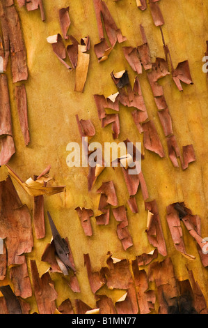 Arbre généalogique de madrone Arbutus menziesii tronc et écorce de déroulage Banque D'Images