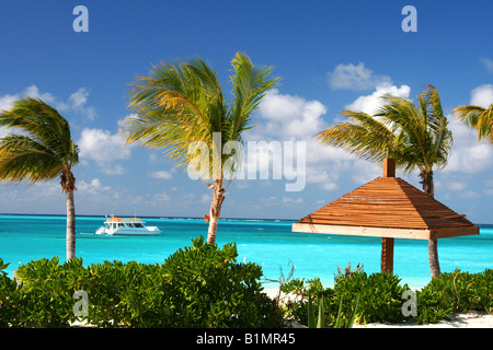 Palms à Grace Bay Beach Banque D'Images