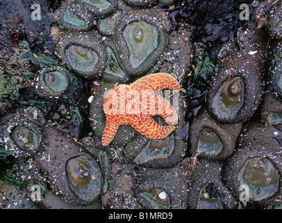 Une grande colonie d'anémones de mer et d'une étoile de mer étoile orange s'accrochent aux rochers dans les mares d'eau de mer le long de la côte du Pacifique Banque D'Images