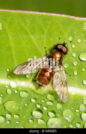 Large mouche soldat centurion Chloromyia formosa Stratiomyidae homme UK Banque D'Images