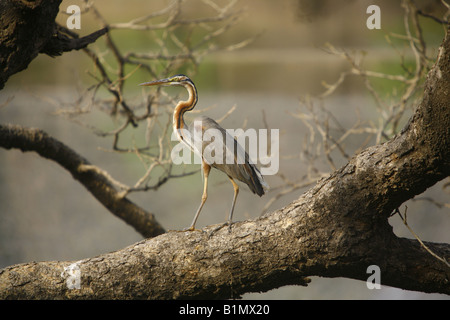 Héron pourpré Ardea purpurea),(Parc national de Keoladeo Inde Ranthambhore Oiseaux nature Faune Voyage Rajasthan Banque D'Images