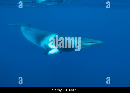 Dwarf Petit Rorqual (Balaenoptera acutorostrata ssp.) Grande Barrière de Corail, Australie Underwater Banque D'Images