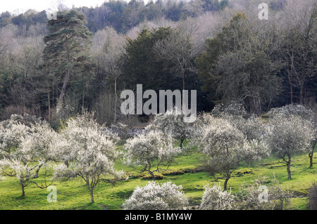 Damson Verger en fleurs dans la vallée de Lyth dans le Lake District. Banque D'Images