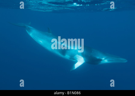 Dwarf Petit Rorqual (Balaenoptera acutorostrata ssp.) Grande Barrière de Corail, Australie Underwater Banque D'Images